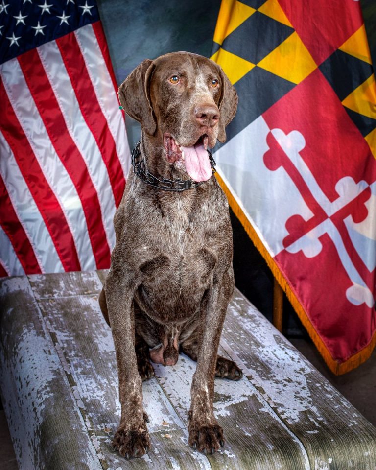 K-9 Unit - City of Salisbury MD