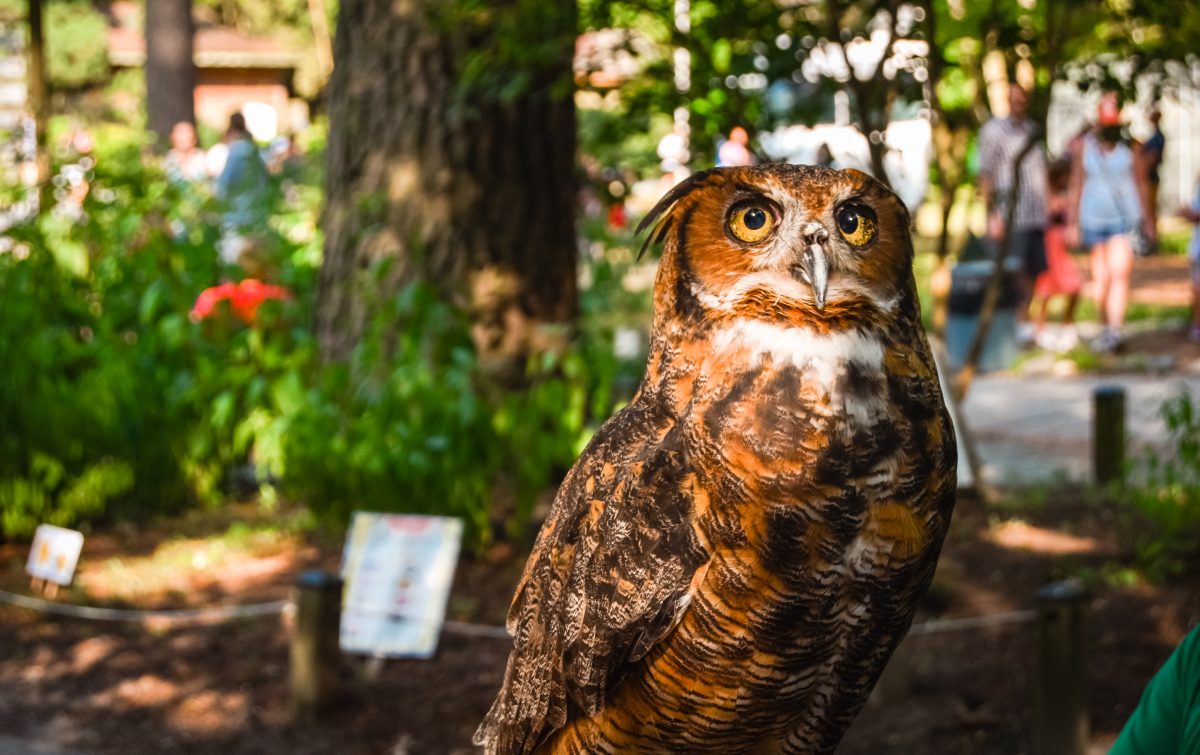 Salisbury Zoo To Host Annual Earth Day, Zoo Stampede Events